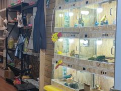 -明明手养鹦鹉(堤角花鸟宠物大世界店)