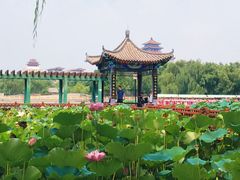 -莲花池公园