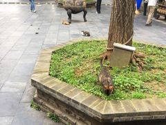 -长春观