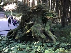 -阿里山神木遗迹