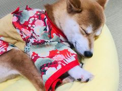 -逗柴咖啡屋·狗咖猫咖宠物桌游