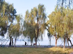 -柳浪闻莺公园