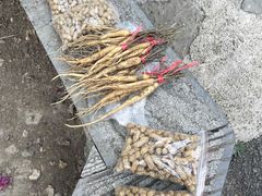 -高荡千年布依古寨旅游景区