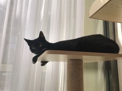 -宠爱国际动物医院· 猫科· 外科·中兽医(长白店)