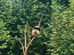 -都江堰中华大熊猫苑