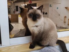 -Heymao猫咖.咖啡厅(东门店)