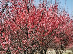 -南京市江宁方山