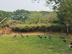 -西双版纳勐泐文化旅游区