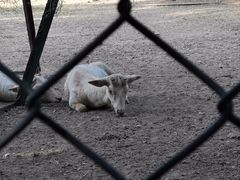 -北京麋鹿生态实验中心