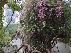 -深圳国际园林花卉博览园