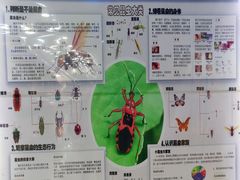 -上海大自然野生昆虫馆