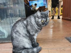 -元氏钵仔糕(北京路店)
