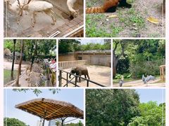 -深圳野生动物园