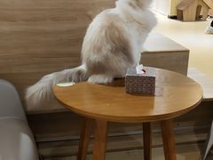 -藏猫猫咖啡主题馆(中央大道店)