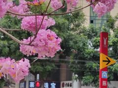 -沙湾姜埋奶(兴新包店)