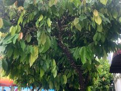 -Belice Chocolate Kingdom