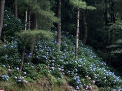 -寂照庵