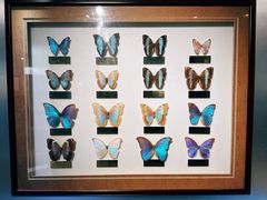 -上海昆虫博物馆