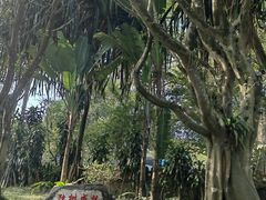 -瑞丽独树成林风景区