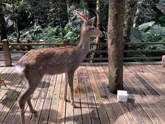 -普洱太阳河森林公园
