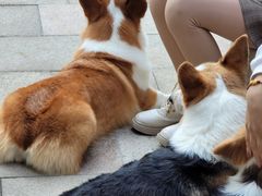 -柯斗斗主题餐厅·狗咖·围炉煮茶·茶饮(国瑞升平里店)