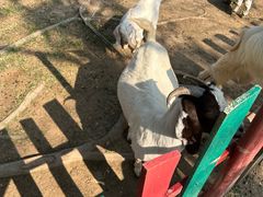 -广东花都香草世界旅游度假区