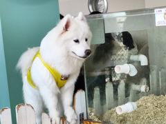 -怪兽屋·羊驼·猫咖·狗咖(俊华广场店)