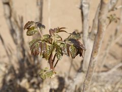 -北京上方山国家森林公园