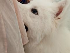 -安格丽娜·狗咖·猫咖羊驼咖(春熙路百盛商场店)