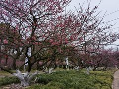 -上海海湾国家森林公园