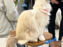 -共舞时光猫咖·狗咖(新街口店)