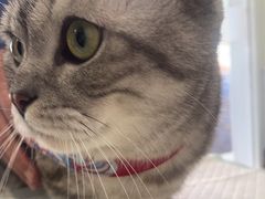 -艾吉宠物医院·疑难杂症转诊中心·猫友好(碧江路院)