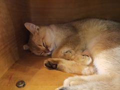 -猫小院猫主题餐厅(三里屯店)