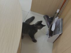 -鼓捣猫呢主题猫咖店