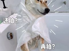 -瑞派雷欧宠物医院·24h夜诊·心脏骨科牙科·全科重症转诊中心(无影山店)