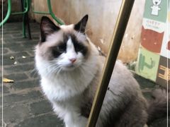 -喵屿·大理花园猫咖