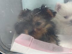 -达爱动物医院·犬猫分区·CT·复杂眼科(远洋山水分院)