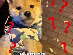 -顺强宠物诊所·狂犬免疫·夜诊·骨科(嘉定店)