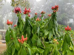 -西双版纳原始森林公园