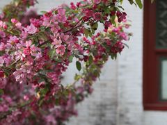 -海棠花溪(元大都城垣遗址公园)