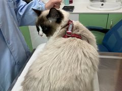 -汪喵宠物医院·骨科心脏影像·犬猫急重症ICU诊疗中心(成华分院)