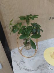 -倾城护肤造型