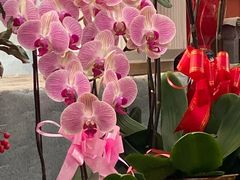 -龙大花卉苗木市场