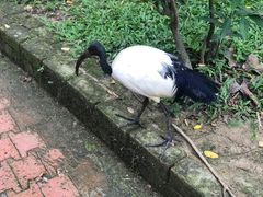 -吉隆坡雀鸟公园