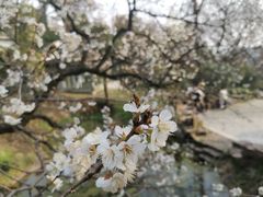 -无锡梅园公园