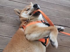 -啡语
