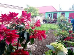 -马白开来特色羊排揪片子  (总店)