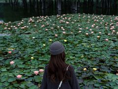 -白鹭湾湿地公园