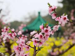 -田园东方蜜桃村的田野营地