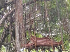 -古榕公园